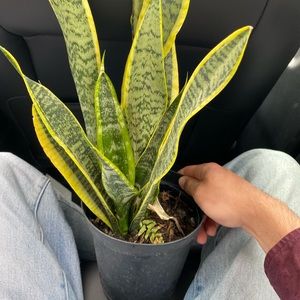 Meet your Posher, Matthew